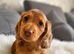 Long haired miniature dachshund