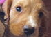 COCKER SPANIEL PUPS