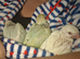 Hand reared indian ringneck