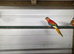 Turk parreakeet