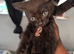 Playful Kittens Ready for Loving Homes (5 weeks insurance included)