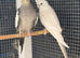breeding pair