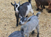 Pure pygmy goats for sale