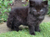 Gorgeous Fluffy Black Kitten For Sale