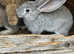 Continental Giant Rabbits For Sale - To Loving Homes