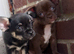 Chihuahua puppies