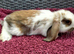 Cute French x Mini Lop Ready to Go!!!