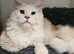 Maine Coon XXL