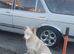 Lilac German shepherd girl 1year old