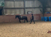 Registered New Forest Mare - Companion / Broadmare