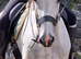 ISH mare
