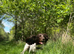 Beautiful KC Registered Female Springer Spaniel