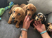 3 Miniature Dachshund puppies ( 2 Tan&1 long haired silver dapple )