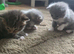 3 Sweet British Shorthairs