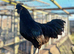 Ayam Cemani &ndash; Chicks & Hatching Eggs