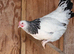 Light Sussex pol hens