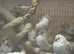Very wide variety of finches. Looking list