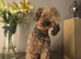 KC Reg Brown Toy Poodle For Stud