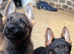 2 German shepherd pups