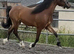 To make 15.2h 2yrs Welsh d gelding.