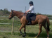 16.3 chestnut gelding