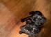 Chihuahua cross spaniel