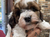 3 beautiful fluffy Jackapoo puppies
