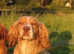 Exceptional Cocker Spaniel Puppies