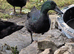 Cayuga drake