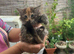 Beautiful tabbies