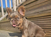Fluffy french bulldog pup