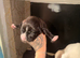Stunning Labrador x American bulldog pups
