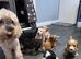 Gorgeous Cockapoo Puppies - Ready Thursday 8th October