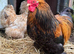 Pekin bantam frizzle chicks