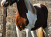 ️ Goonie – 3yo beautiful Red & White Cob Gelding ️