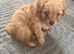 Selling male puppy cavapoo
