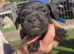 Lakeland Cross Patterdale puppies