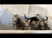 MAINECOON X BENGAL KITTENS