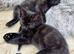 British shorthair kittens black