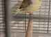 Veargated canary female, very active dominant hen