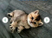 Champion bloodline, pedigree, health tested BSH kittens