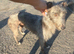 Bedlington whippet X Lurcher pups