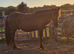 Sweet 12hh 6yo Gelding