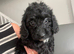 Cockapoo Puppies