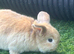 Mini lop baby rabbit !!