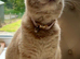 Fawn British Shorthairs