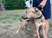 Lurcher pups