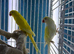Indian Ringneck parrots Glasgow
