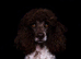 Quality F1 Cockapoo puppies