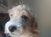 Urgent!! LAST PUP Fully vaccinated Cockapoo x Jack Russell